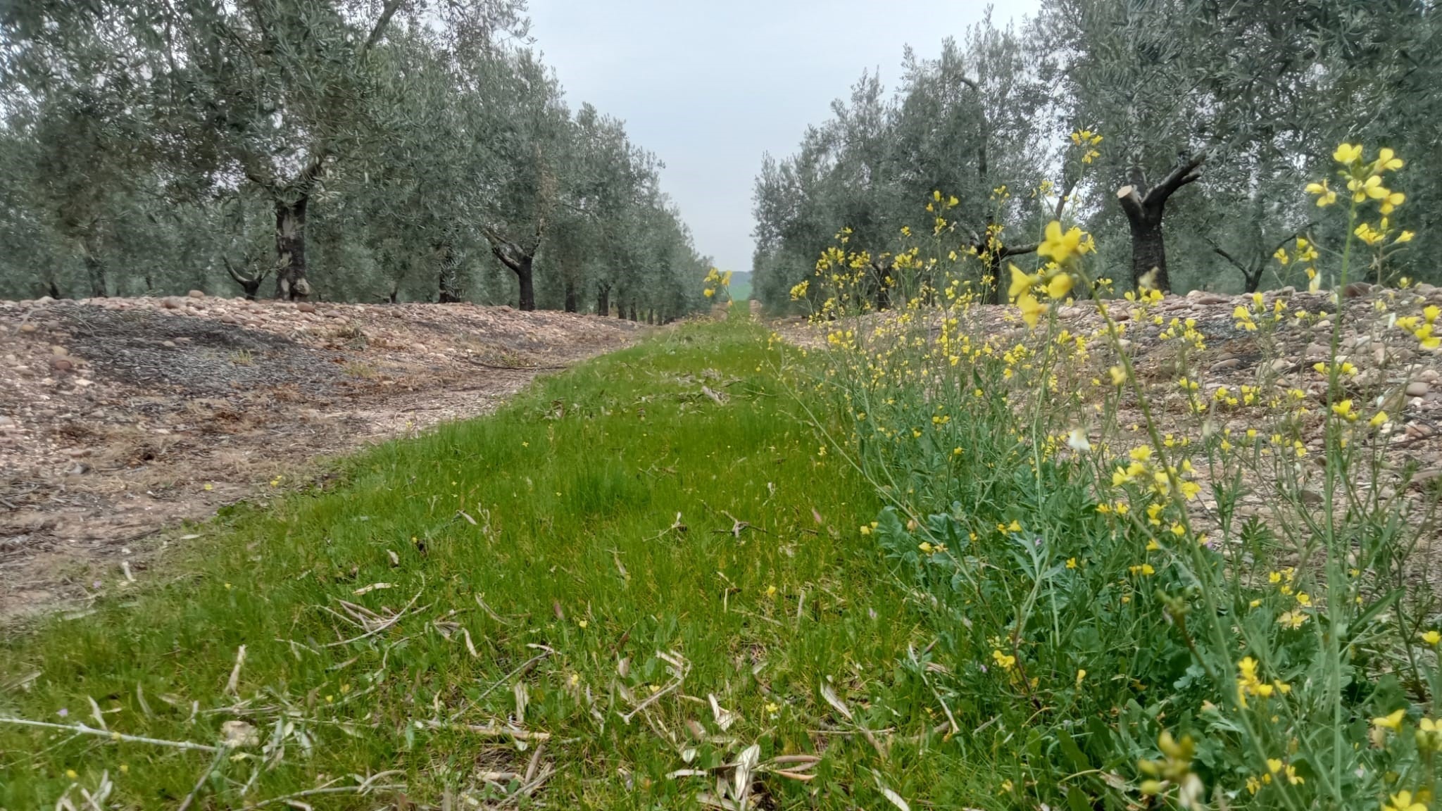 Cubierta Vegetal en Olivar|Cubierta Vegetal en Olivar